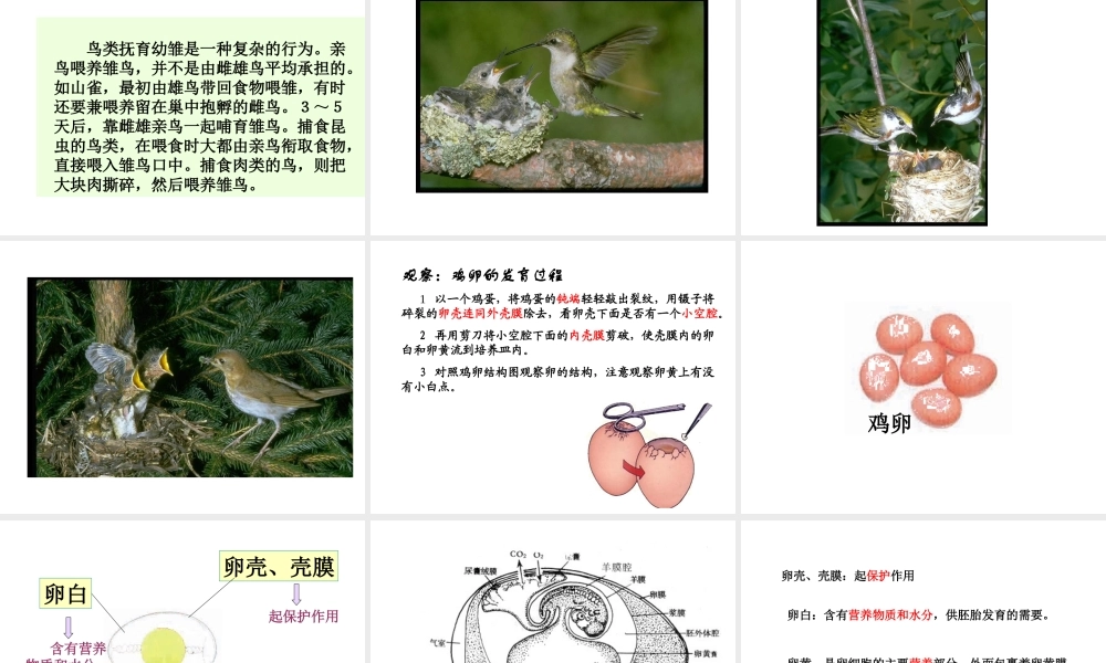 八年级生物下册 21.5 鸟类的生殖与发育课件 （新版）苏教版-（新版）苏教版初中八年级下册生物课件