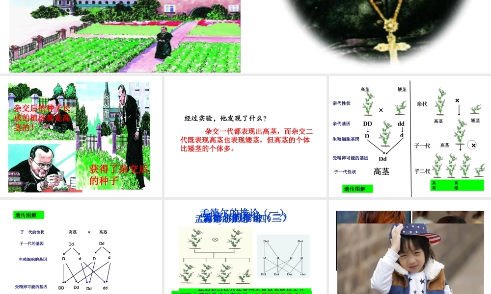 八年级生物下册 7.2.3 基因的显性和隐形（第2课时） 禁止近亲结婚课件 （新版）新人教版-（新版）新人教版初中八年级下册生物课件