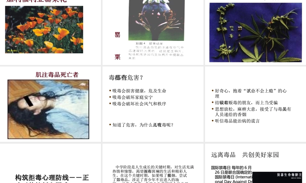 八年级生物下册 24.1《关注自己的健康》课件 苏科版