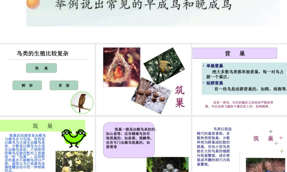 八年级生物下册 21.5 鸟类的生殖与发育课件 （新版）苏教版-（新版）苏教级下册生物课件