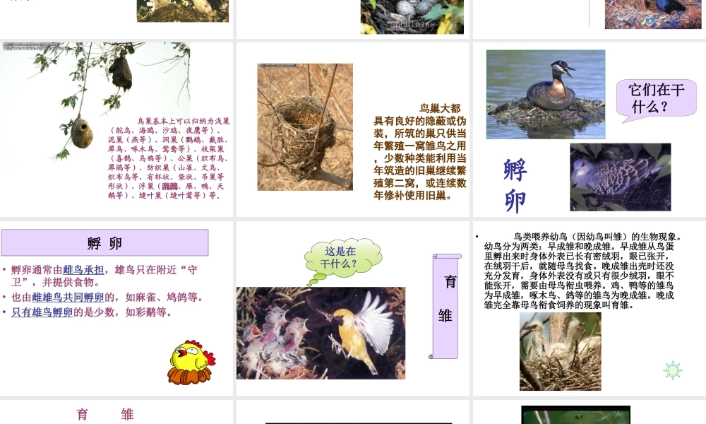 八年级生物下册 21.5 鸟类的生殖与发育课件 （新版）苏教版-（新版）苏教级下册生物课件