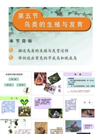 八年级生物下册 21.5 鸟类的生殖与发育课件 （新版）苏教版-（新版）苏教级下册生物课件