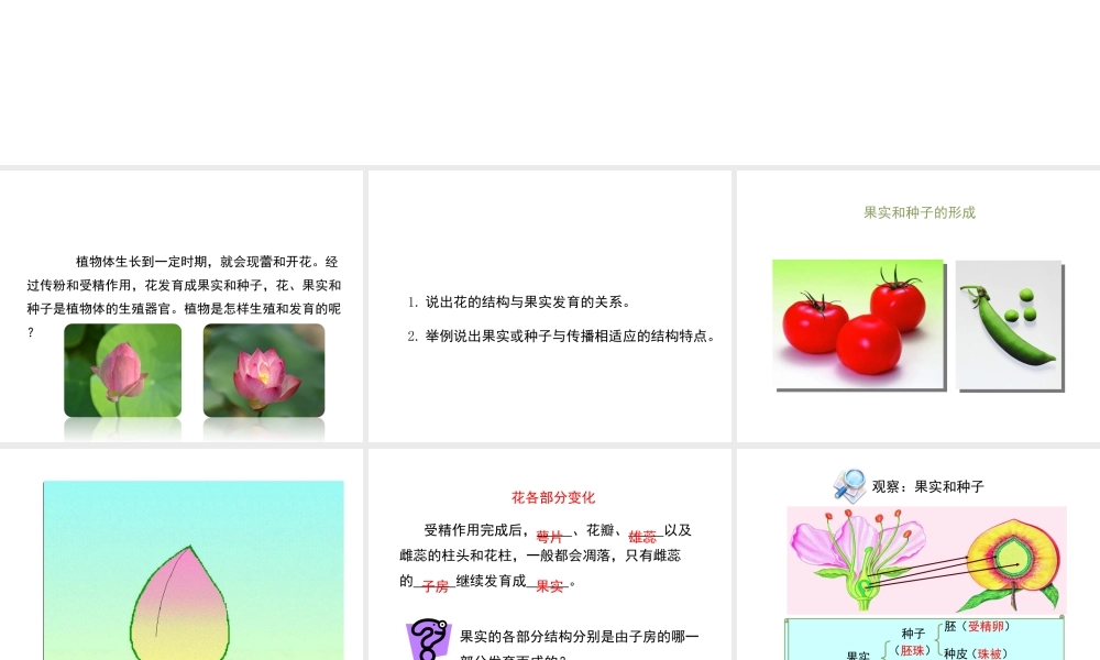 八年级生物下册 8.21.2《植物的有性生殖》（第2课时）课件 苏教版-苏教级下册生物课件