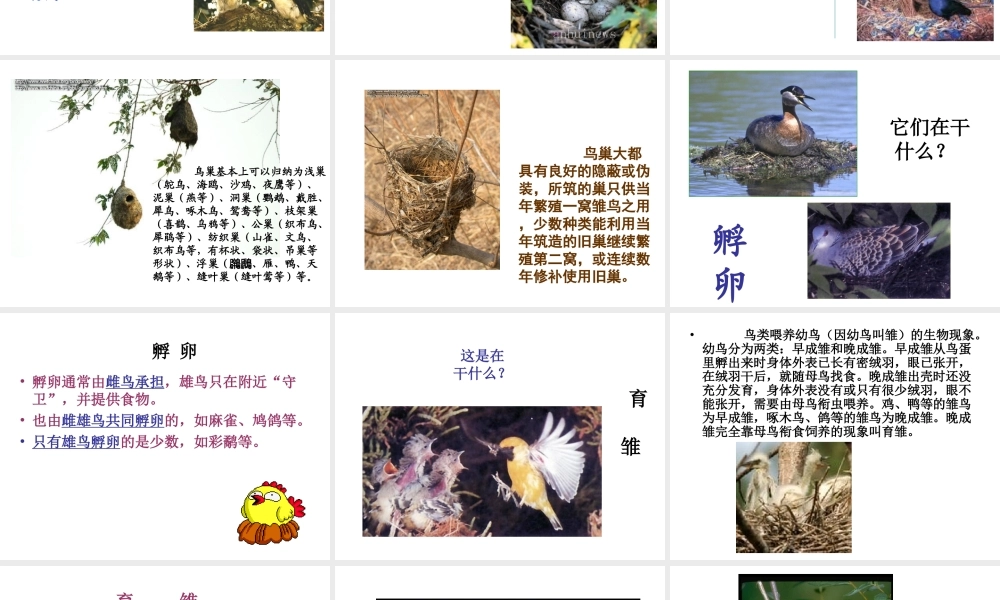 八年级生物下册 21.5 鸟类的生殖与发育课件 （新版）苏教版