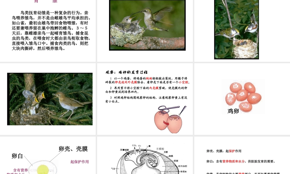 八年级生物下册 21.5 鸟类的生殖与发育课件 （新版）苏教版