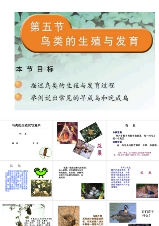 八年级生物下册 21.5 鸟类的生殖与发育课件 （新版）苏教版