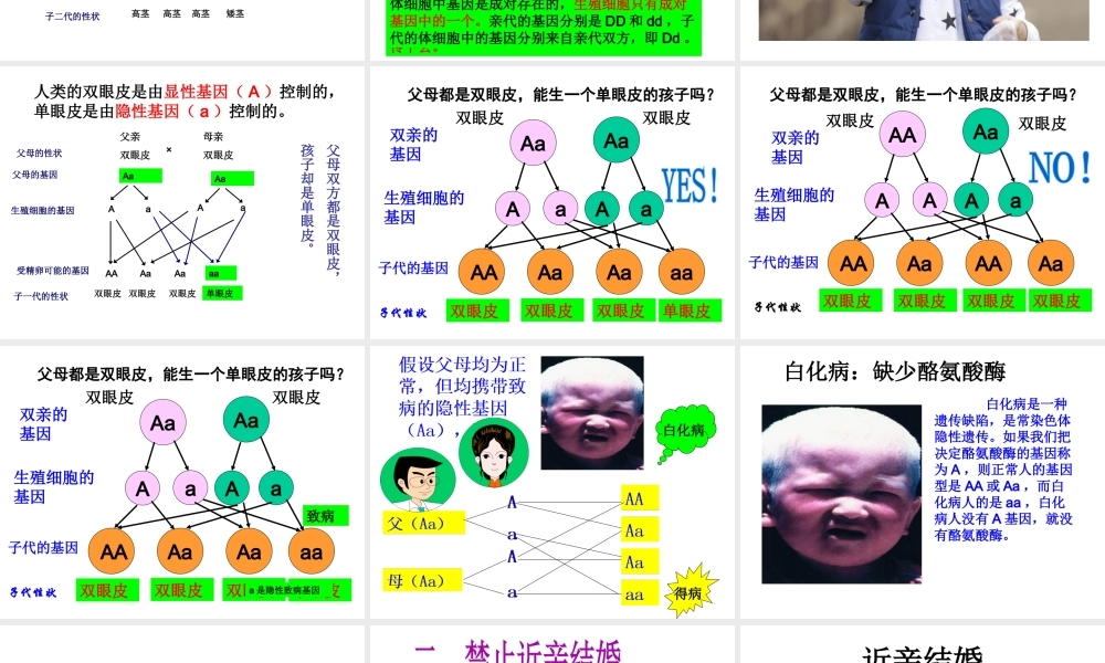八年级生物下册 7.2.3 基因的显性和隐形（第2课时） 禁止近亲结婚课件 （新版）新人教版-（新版）新人教级下册生物课件