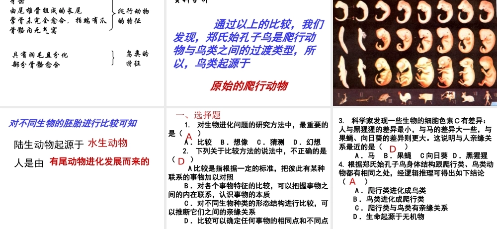 八年级生物下册 7.3.2 生物进化的历程（第1课时）课件 （新版）新人教版-（新版）新人教版初中八年级下册生物课件