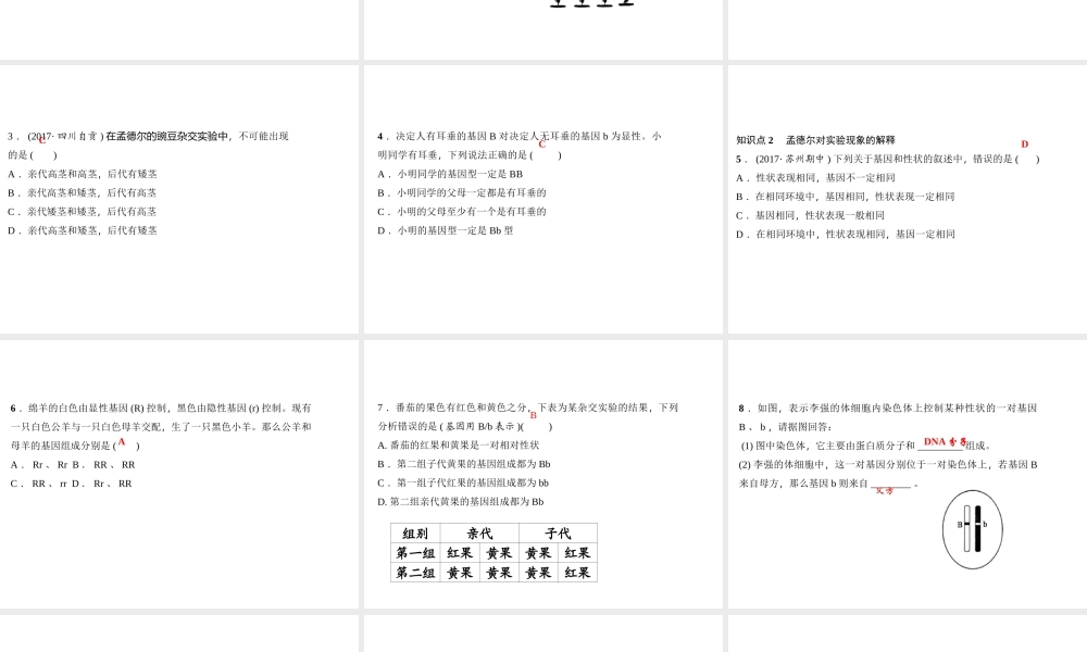 八年级生物下册 7.2.3 基因的显性和隐性（第1课时 孟德尔的豌豆杂交实验课件 （新版）新人教版-（新版）新人教级下册生物课件