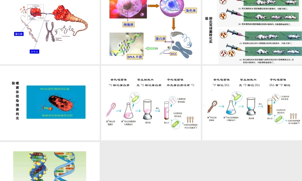 八年级生物下册 22.1 DNA是主要的遗传物质课件 （新版）苏教版-（新版）苏教版初中八年级下册生物课件