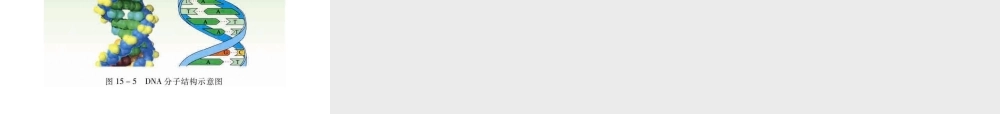 八年级生物下册 22.1 DNA是主要的遗传物质课件 （新版）苏教版-（新版）苏教版初中八年级下册生物课件