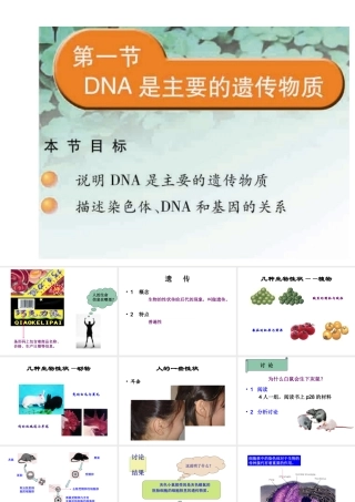 八年级生物下册 22.1 DNA是主要的遗传物质课件 （新版）苏教版-（新版）苏教版初中八年级下册生物课件