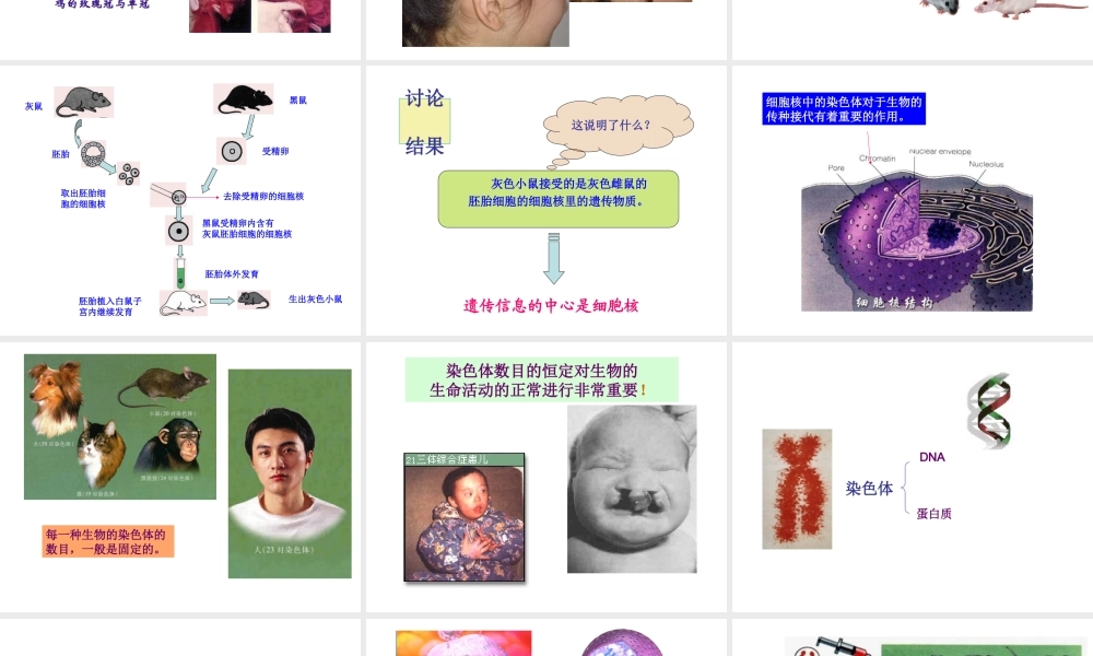 八年级生物下册 22.1 DNA是主要的遗传物质课件 （新版）苏教版-（新版）苏教级下册生物课件
