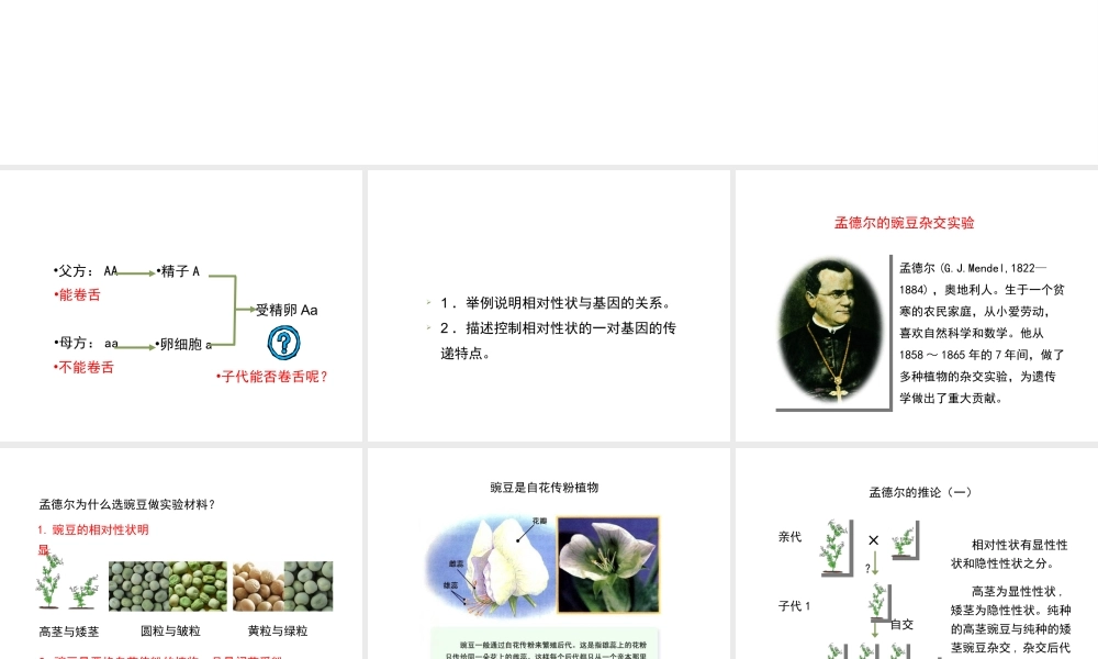 八年级生物下册 7.2.3 基因的显性和隐性（第1课时）教学课件 （新版）新人教版-（新版）新人教级下册生物课件