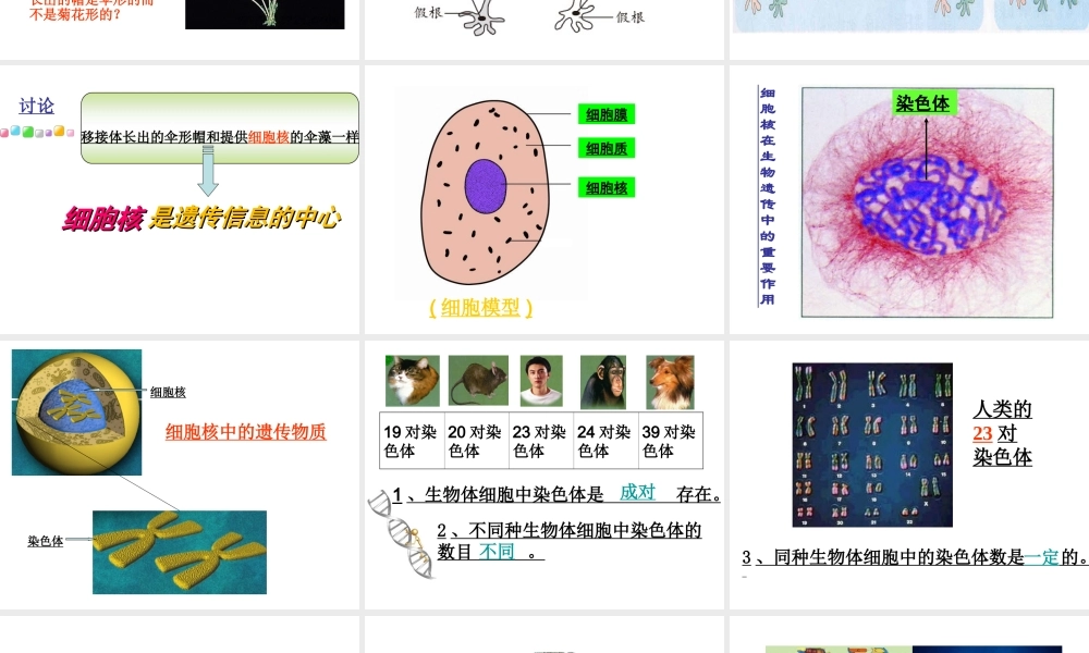 八年级生物下册 22.1 DNA是主要的遗传物质课件 苏教版