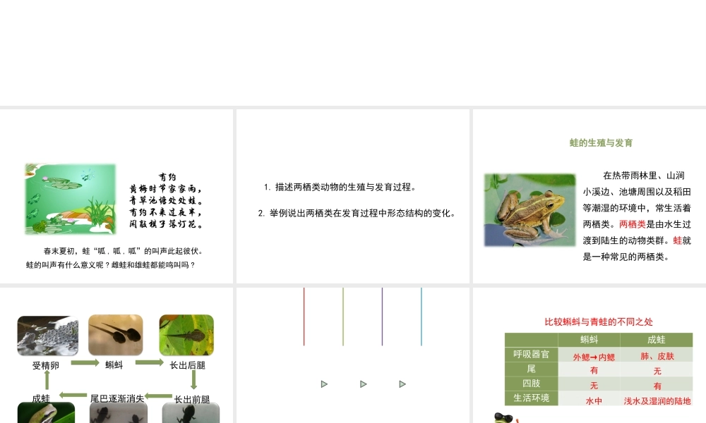 八年级生物下册 8.21.4《两栖类的生殖与发育》课件 苏教版-苏教级下册生物课件
