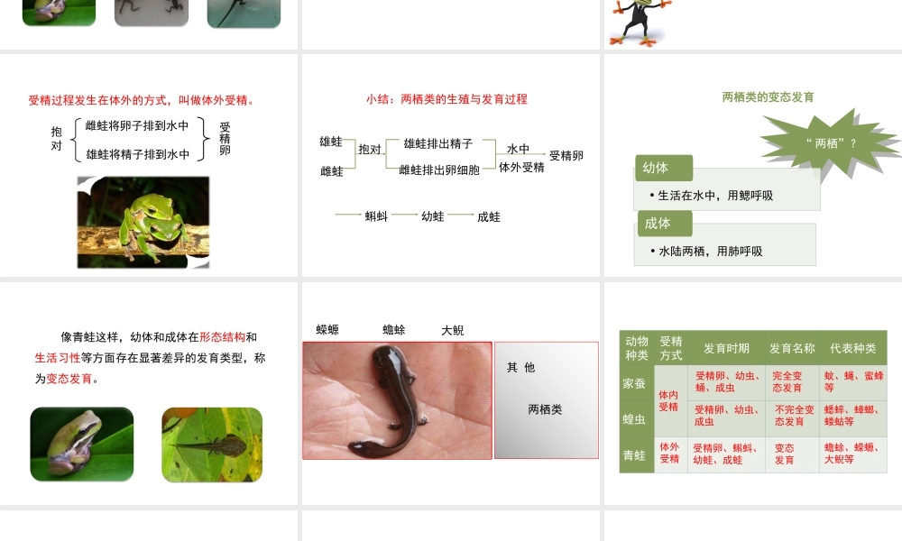 八年级生物下册 8.21.4《两栖类的生殖与发育》课件 苏教版-苏教级下册生物课件