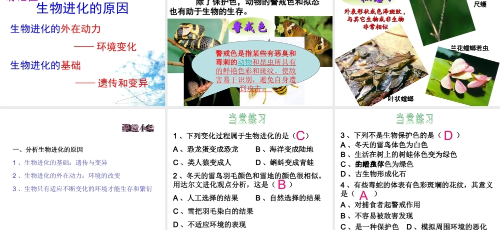 八年级生物下册 7.3.2 生物进化的历程（第2课时）课件 （新版）新人教版-（新版）新人教级下册生物课件