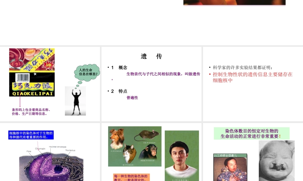 八年级生物下册 22.1 NDA是主要的遗传课件 （新版）苏教版-（新版）苏教级下册生物课件