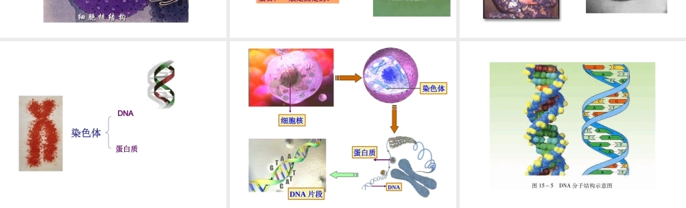 八年级生物下册 22.1 NDA是主要的遗传课件 （新版）苏教版-（新版）苏教级下册生物课件