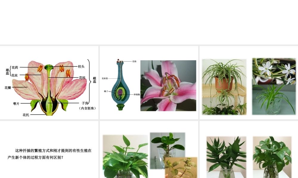 八年级生物下册 7.1.1 植物的生殖教学课件 （新版）新人教版-（新版）新人教级下册生物课件