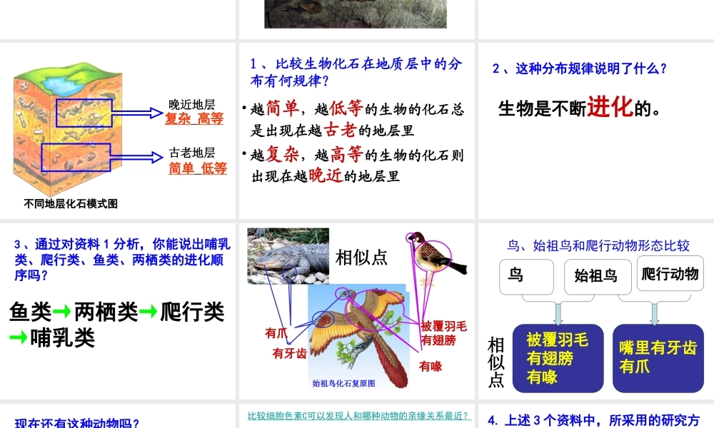 八年级生物下册 7.3.2 生物进化的历程课件 （新版）新人教版-（新版）新人教版初中八年级下册生物课件