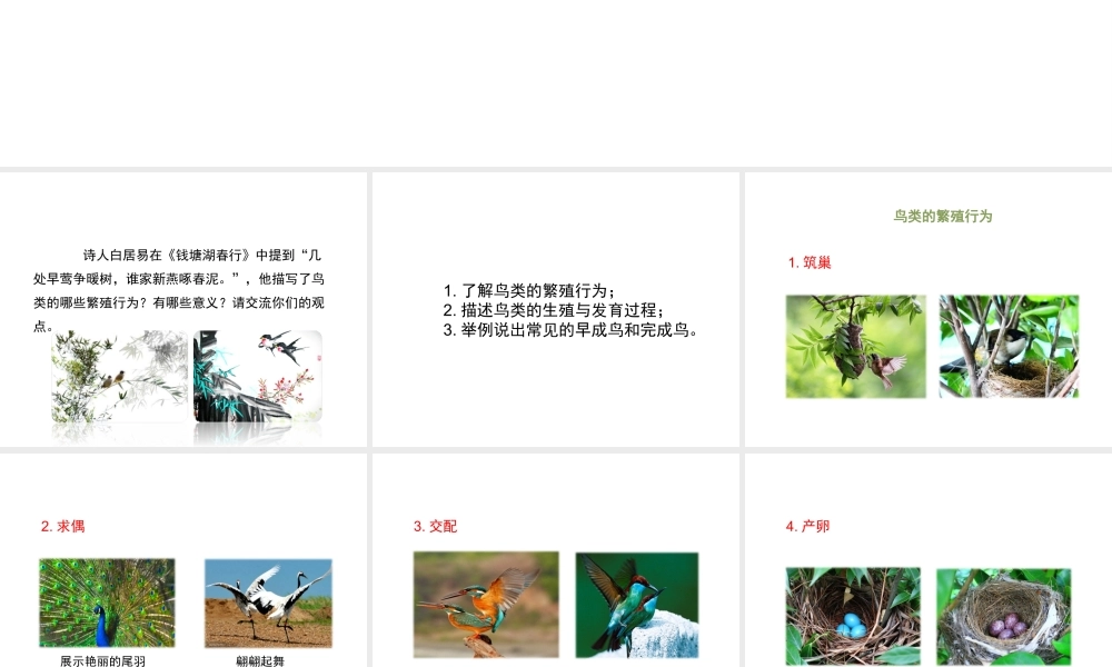 八年级生物下册 8.21.5《鸟类的生殖与发育》课件 苏教版-苏教级下册生物课件