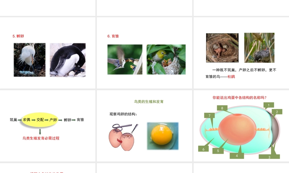 八年级生物下册 8.21.5《鸟类的生殖与发育》课件 苏教版-苏教级下册生物课件