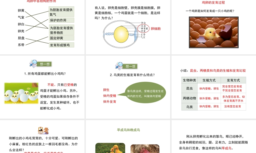 八年级生物下册 8.21.5《鸟类的生殖与发育》课件 苏教版-苏教级下册生物课件