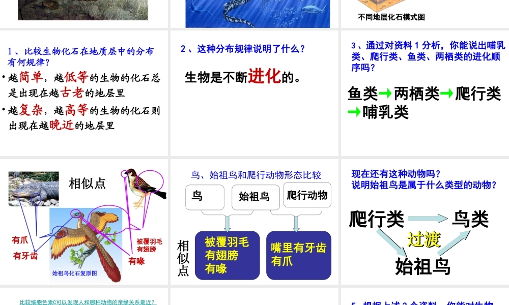 八年级生物下册 7.3.2 生物进化的历程课件 新人教版