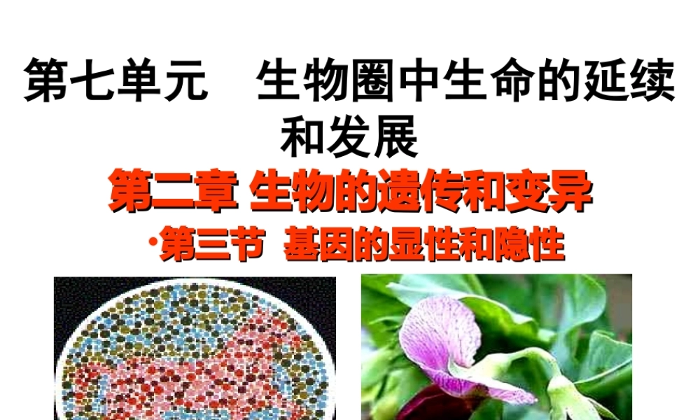八年级生物下册 7.2.3 基因的显性和隐性教学课件 （新版）新人教版-（新版）新人教级下册生物课件
