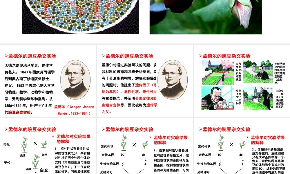 八年级生物下册 7.2.3 基因的显性和隐性教学课件 （新版）新人教版-（新版）新人教级下册生物课件