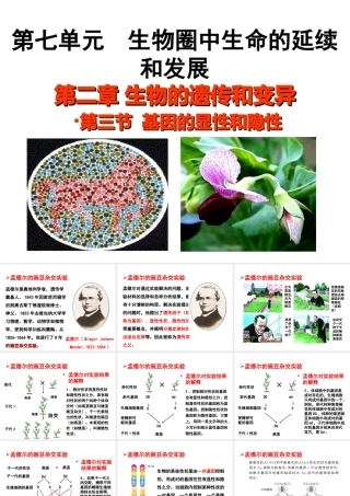 八年级生物下册 7.2.3 基因的显性和隐性教学课件 （新版）新人教版-（新版）新人教级下册生物课件