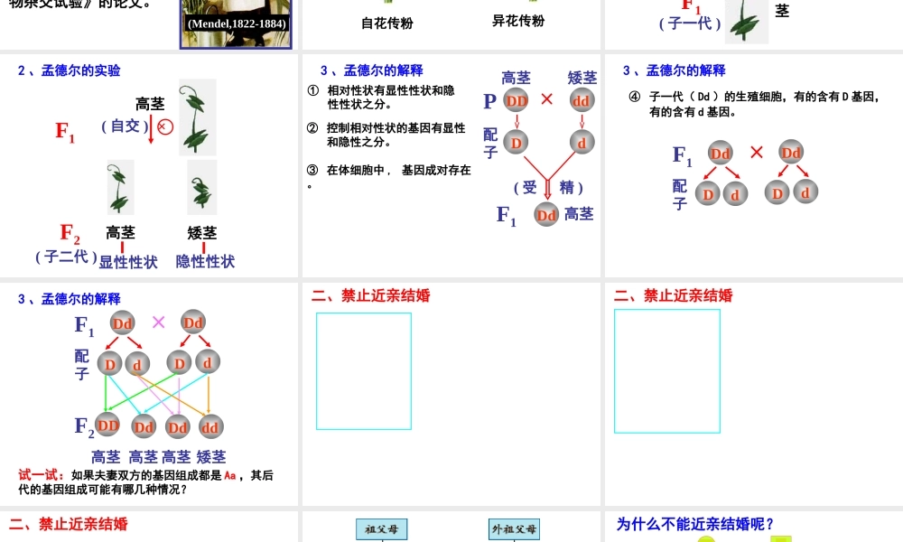 八年级生物下册 7.2.3 基因的显性和隐性课件 （新版）新人教版-（新版）新人教级下册生物课件