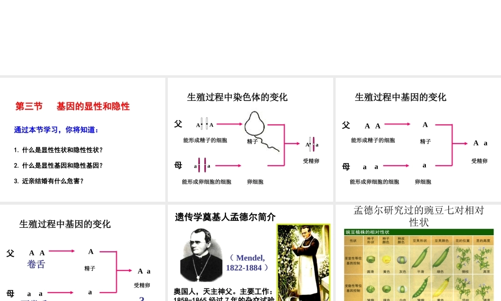 八年级生物下册 7.2.3 基因的显性和隐性课件 新人教版