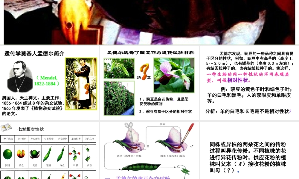 八年级生物下册 7.2.3 基因的显性和隐性课件 新人教版-新人教版初中八年级下册生物课件