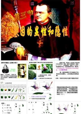 八年级生物下册 7.2.3 基因的显性和隐性课件 新人教版-新人教版初中八年级下册生物课件