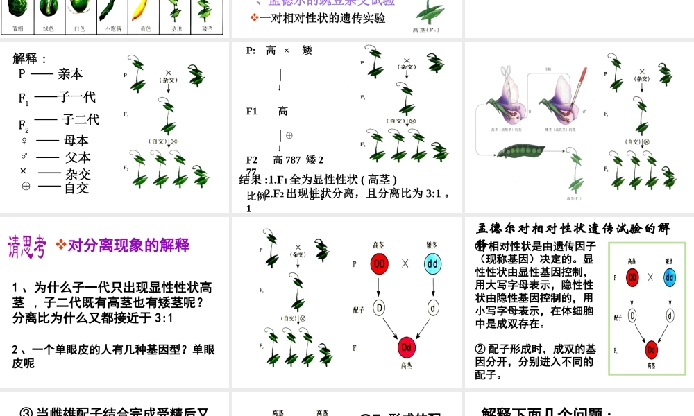 八年级生物下册 7.2.3 基因的显性和隐性课件 新人教版-新人教级下册生物课件