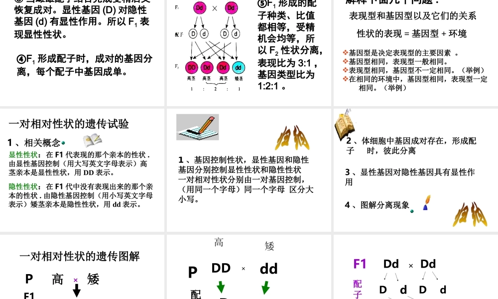 八年级生物下册 7.2.3 基因的显性和隐性课件 新人教版-新人教级下册生物课件