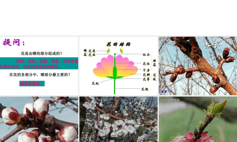 八年级生物下册 7.1.1 植物的生殖课件（1）（新版）新人教版-（新版）新人教版初中八年级下册生物课件