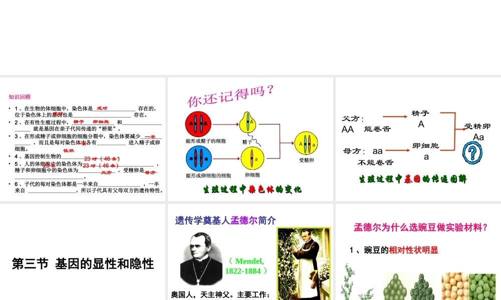 八年级生物下册 7.2.3 基因的显性和隐性课件1 （新版）新人教版