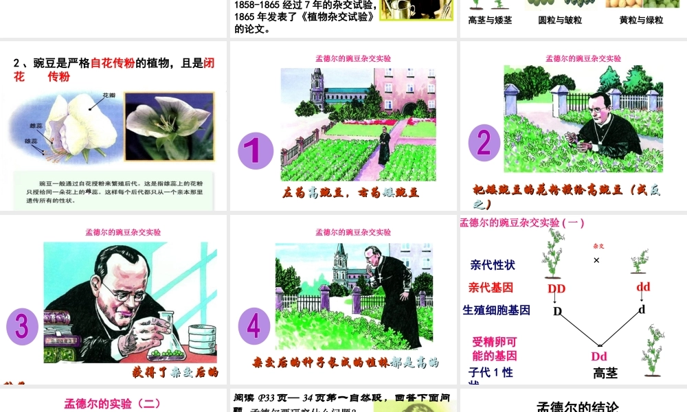 八年级生物下册 7.2.3 基因的显性和隐性课件1 （新版）新人教版