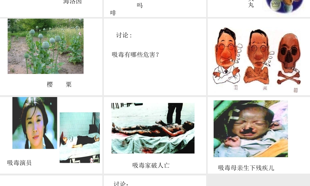 八年级生物下册 第10单元 第26章 第二节 拒绝毒品，珍爱生命课件 苏教版-苏教版初中八年级下册生物课件