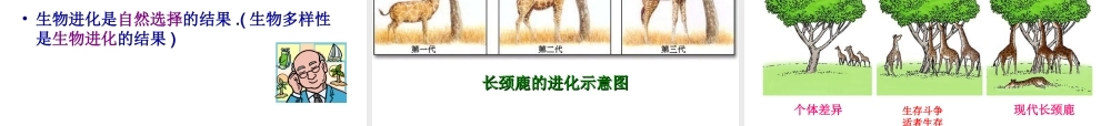 八年级生物下册 24.3 生物进化的学说课件 苏教版