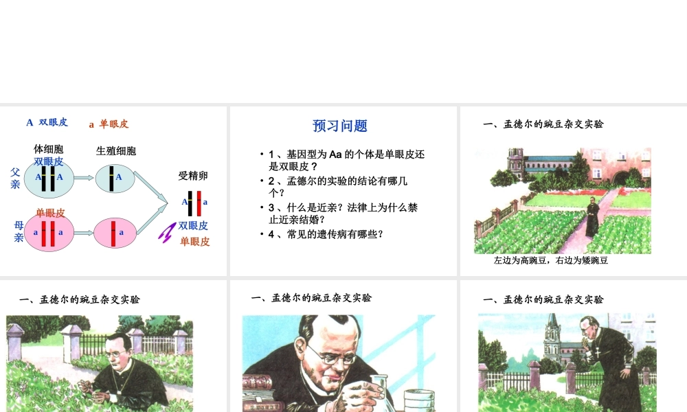 八年级生物下册 7.2.3 基因的显性和隐性课件2 （新版）新人教版