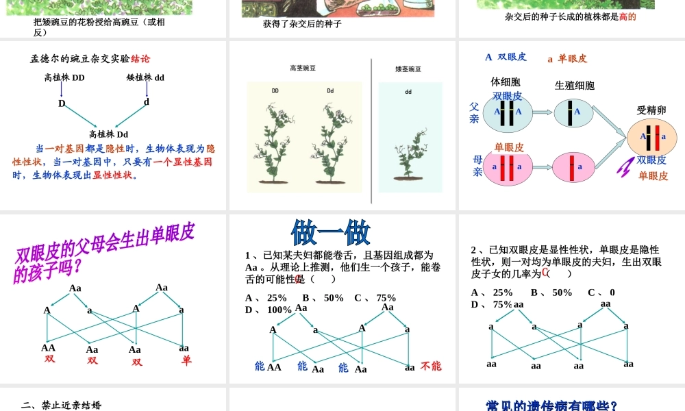 八年级生物下册 7.2.3 基因的显性和隐性课件2 （新版）新人教版
