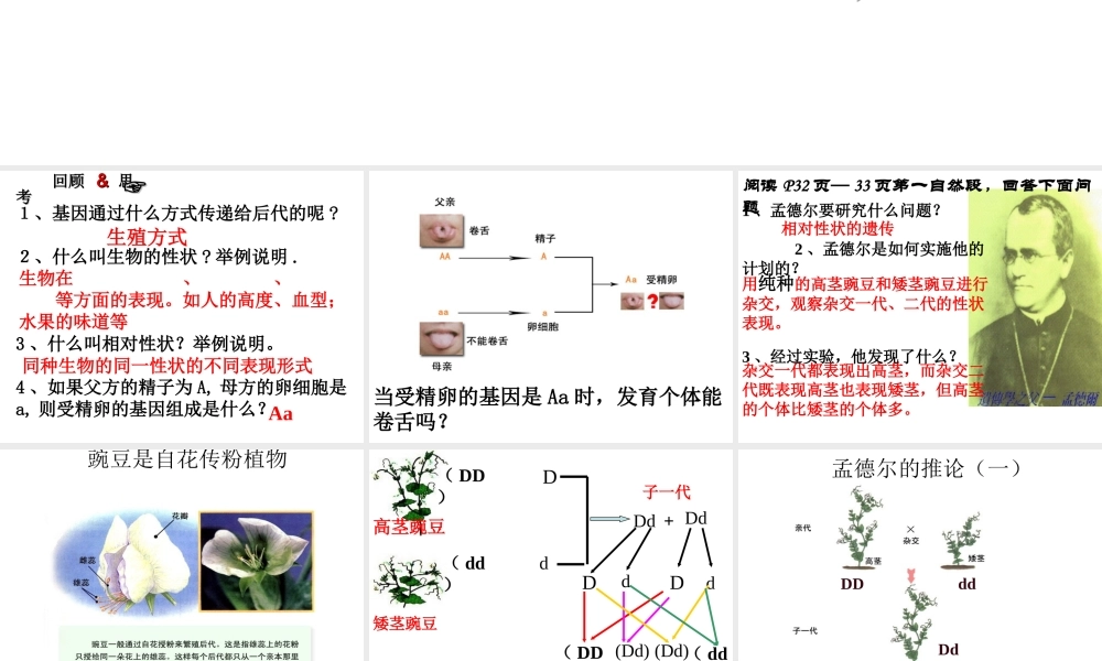 八年级生物下册 7.2.3 基因的显性和隐性课件3 （新版）新人教版