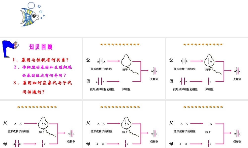 八年级生物下册 7.2.3 基因的显性和隐性课件4 （新版）新人教版