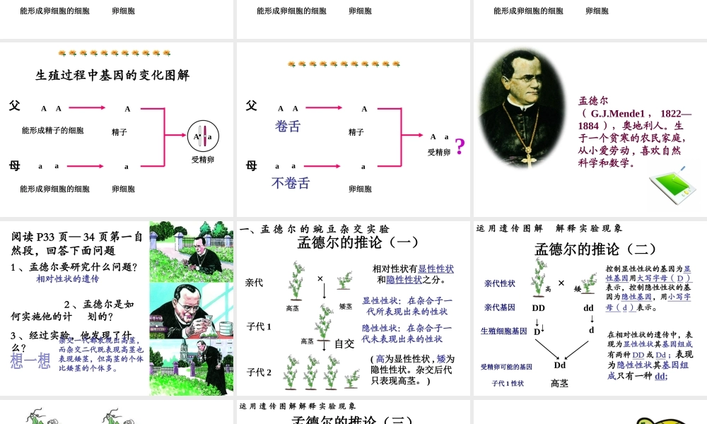 八年级生物下册 7.2.3 基因的显性和隐性课件4 （新版）新人教版