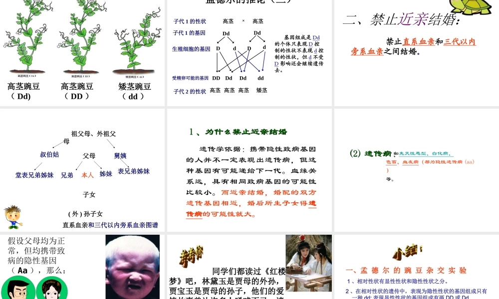 八年级生物下册 7.2.3 基因的显性和隐性课件4 （新版）新人教版